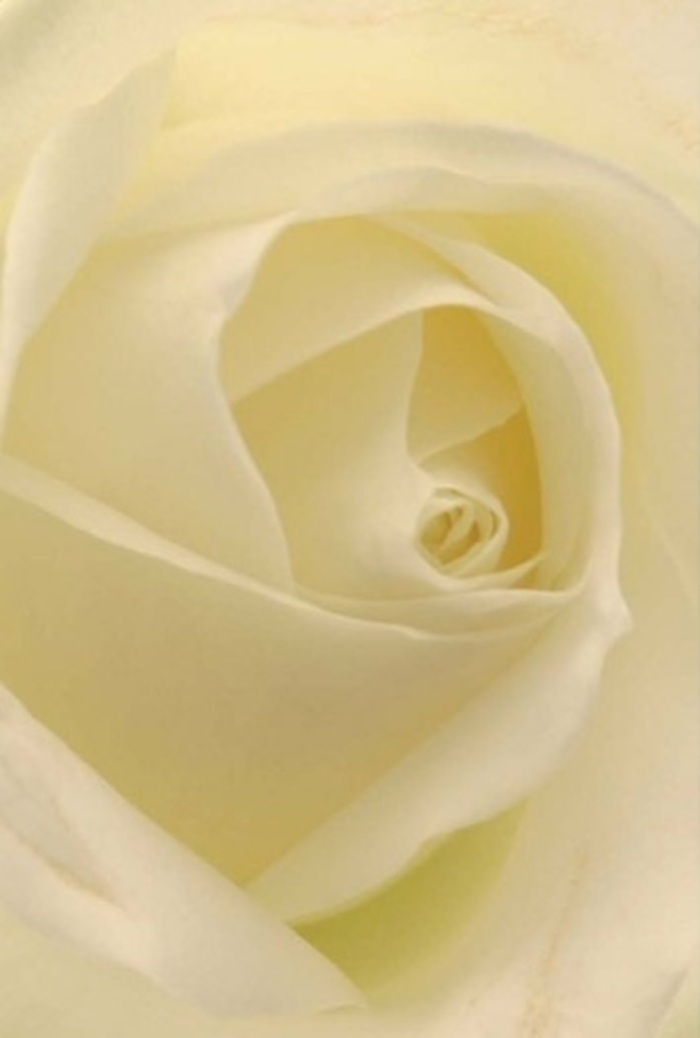 Drawn in by this stunning close-up of a classic white rose, you catch your breath at the soft interplay of shape, light, and shadow-a vision that epitomises tranquillity on a Barnet afternoon. Each petal, shaded from pure white to gentle cream, is bathed in a luminous glow as if sunlight filters through it on the edge of King George's Fields. The layout of petals is meticulous, their spiralled core reflecting purity, resilience, and sincere intention, making this rose an exemplary choice for meaningful occasions-perhaps a romantic gesture along The Spires, an elegant apology, or a poised centrepiece at a wedding reception nearby. There is an artistry in every placement, a harmony in the way each nearly translucent fold holds its form while hinting at natural delicacy. Subtle gradients of colour and the soft, clean scent you can almost sense, conjure a mood of elegant stillness-each detail a result of skilled local hands and an understanding of Barnet's affinity for understated beauty. The flower radiates gentle assurance and grace, transforming this image into a portrait of pure, poised emotion in each petal.